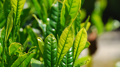 緑茶の健康効果は？