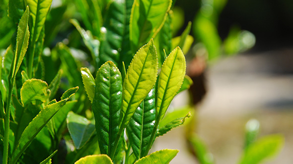 緑茶の健康効果とは？