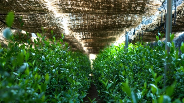 2025 Tea Harvest and Beyond